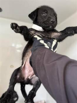 Labrador Retriever Dogs Available for Adoption - A652410 | PetCurious