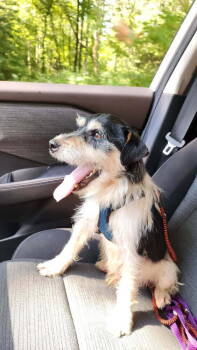 Rescue Parson Russell Terrier Dogs for Adoption in Columbia, Tennessee - Bo * | PetCurious