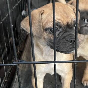 Pug Dogs Available for Adoption - Wyatt | PetCurious