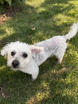 Poodle and Maltese Dogs Available for Adoption - Pomegranate | PetCurious