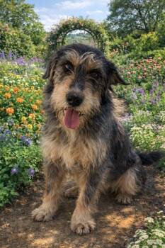 Scottish Terrier Dogs Available for Adoption in Globe, Arizona - TRAMP | PetCurious