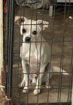 Rescue Mixed Breed Dogs for Adoption in Thousand Oaks, California - Billybob | PetCurious