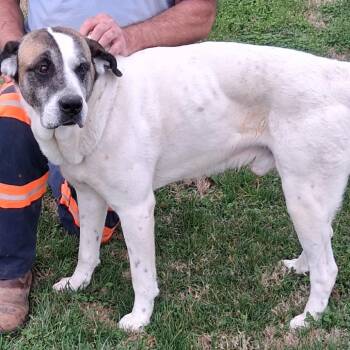 Buddy Bryson -  Saint Bernard and Mixed Breed Dog for Adoption in Falls Church, Virginia - Buddy Bryson | PetCurious