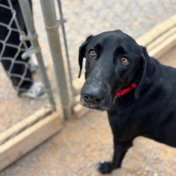 Great Dane and Black Labrador Retriever Dogs Available for Adoption - Rockie | PetCurious