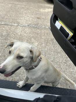 Rescue Labrador Retriever and Mixed Breed Dogs for Adoption in Houston, Texas - A638079 | PetCurious