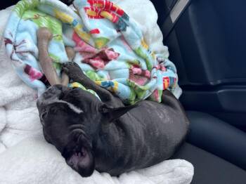 French Bulldog Dogs Available for Adoption - Luna | PetCurious