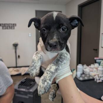 Zipper -  Australian Cattle Dog Blue Heeler and Terrier Dog for Adoption in Hattiesburg, Mississippi - Zipper | PetCurious