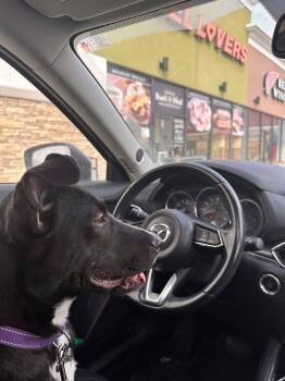 Rescue Mixed Breed Dogs for Adoption in Wantagh, New York - Mochi - Urgent Foster Or Foster To Adopt Needed! | PetCurious