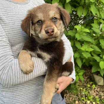 Jayden -  Retriever and Mixed Breed Dog for Adoption in Minneapolis, Minnesota - Jayden | PetCurious