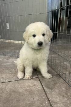 Great Pyrenees Dogs Available for Adoption in Mesa, Arizona - Stratus | PetCurious