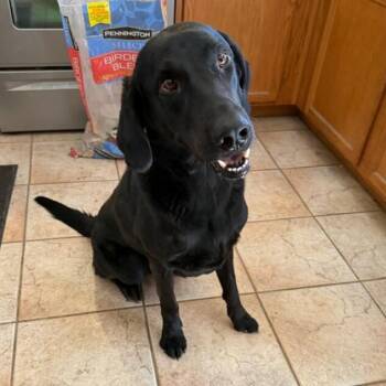 Bryce -  Black Labrador Retriever Dog for Adoption in Tempe, Arizona - Bryce | PetCurious