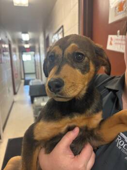 Mixed Breed Dogs Available for Adoption - Jacey | PetCurious