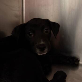 Raven -  Mixed Breed Dog for Adoption in Chattanooga, Tennessee - Raven | PetCurious