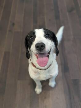 Beagle and Mixed Breed Dogs Available for Adoption in Grand Rapids, Michigan - Billy | PetCurious