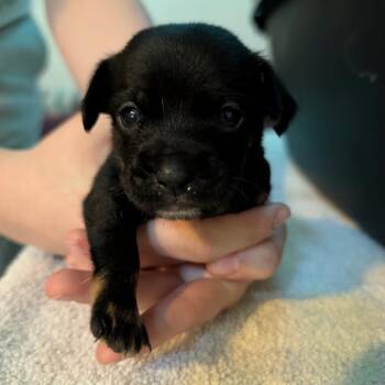 Eclipse -  Chihuahua and Mixed Breed Dog for Adoption in Sacramento, California - Eclipse | PetCurious
