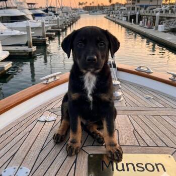 Rottweiler and Terrier Dogs Available for Adoption in Holiday Hills, Illinois - Munson | PetCurious