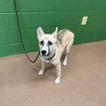 Lavender -  Mixed Breed Dog for Adoption in Greenville, South Carolina - Lavender | PetCurious