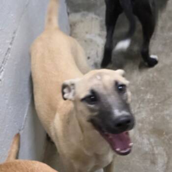 Rescue Terrier Dogs for Adoption in Clanton, Alabama - Khols | PetCurious