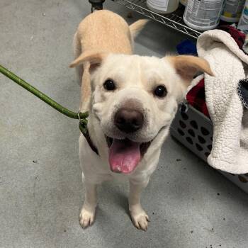 Steve Erwin -  Mixed Breed Dog for Adoption in Spruce Pine, North Carolina - Steve Erwin | PetCurious