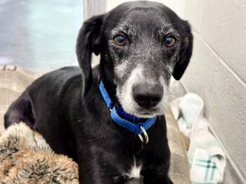 Luther -  Mixed Breed Dog for Adoption in Sudbury, Massachusetts - Luther | PetCurious