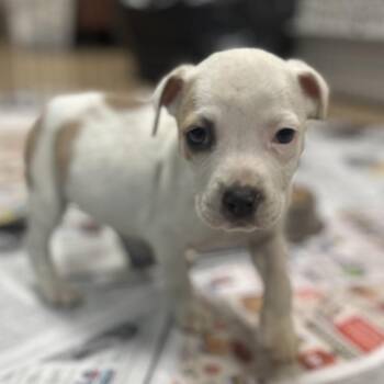Mixed Breed Dogs Available for Adoption in Gadsden, Alabama - Conneticut | PetCurious