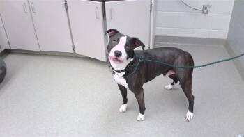 CHIRON -  Boxer Dog for Adoption in Omaha, Nebraska - CHIRON | PetCurious