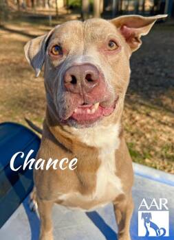 Pit Bull Terrier and Weimaraner Dogs Available for Adoption - Chance | PetCurious