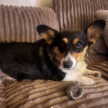 Rescue Lizzy -  Corgi Dog for Adoption in Batavia, New York - Rescue Lizzy | PetCurious