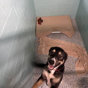 Mixed Breed Dogs Available for Adoption in Port Charlotte, Florida - Bobby Alfredo | PetCurious