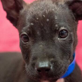 Libra -  Hound and Mixed Breed Dog for Adoption in Pawling, New York - Libra | PetCurious