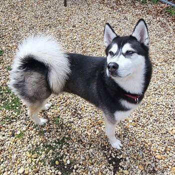 Siberian Husky Dogs Available for Adoption in Stafford Township, New Jersey - Everest  | PetCurious