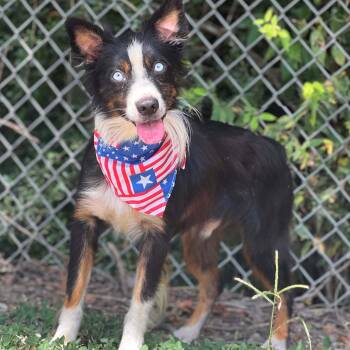 Atticus -  Australian Shepherd Dog for Adoption in Madisonville, Texas - Atticus | PetCurious