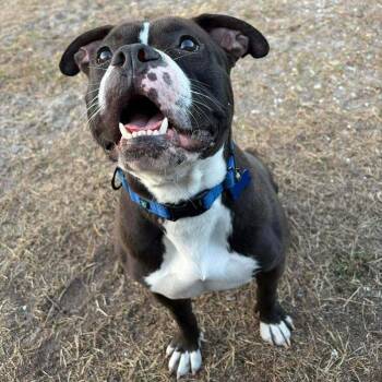 Boxer and Mixed Breed Dogs Available for Adoption in Pinellas Park, Florida - Valentine | PetCurious