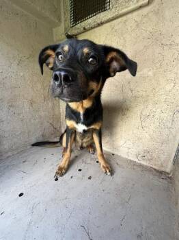 BOOMER -  German Shepherd Dog and Mixed Breed Dog for Adoption in Oklahoma City, Oklahoma - BOOMER | PetCurious
