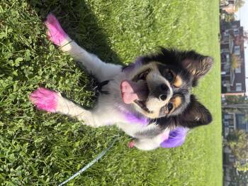 Trucker -  Pomeranian and Mixed Breed Dog for Adoption in Plain City, Ohio - Trucker | PetCurious