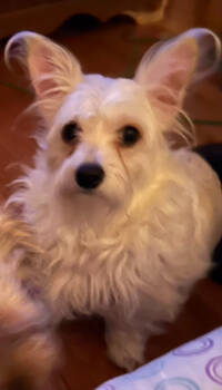 Rescue West Highland White Terrier Westie and Maltese Dogs for Adoption in West Palm Beach, Florida - Trixie | PetCurious