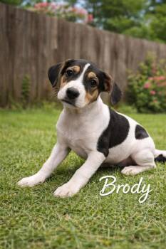 English Bulldog and Jack Russell Terrier Dogs Available for Adoption - Brody | PetCurious
