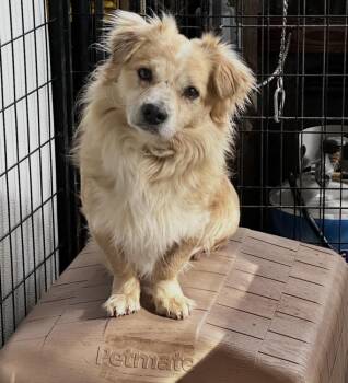 Dachshund and Pekingese Dogs Available for Adoption - Brody | PetCurious
