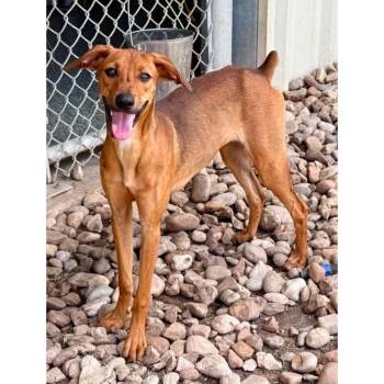 Rosie -  Italian Greyhound and Fox Terrier Dog for Adoption in Boulder, Colorado - Rosie | PetCurious