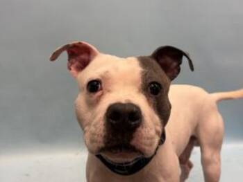 Cinco -  Pit Bull Terrier and Mixed Breed Dog for Adoption in Golden Valley, Minnesota - Cinco | PetCurious
