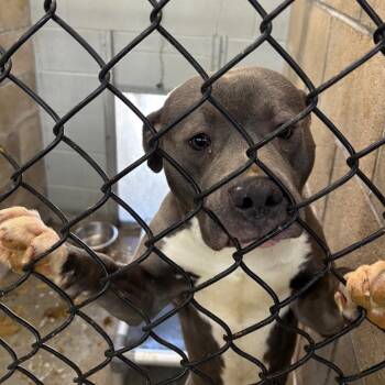 Pit Bull Terrier Dogs Available for Adoption in Brookfield, Missouri - Elmo | PetCurious