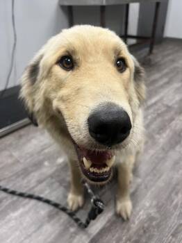 Caboose -  Great Pyrenees Dog for Adoption in Maple Ridge, British Columbia - Caboose | PetCurious