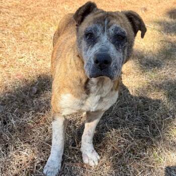 Mixed Breed Dogs Available for Adoption - Gretchen | PetCurious