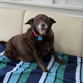 Australian Kelpie and Chocolate Labrador Retriever Dogs Available for Adoption in Mahwah, New Jersey - Margie | PetCurious