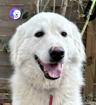 Great Pyrenees Dogs Available for Adoption - Jimmy | PetCurious