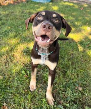 Pilot -  Mixed Breed Dog for Adoption in Effingham, Illinois - Pilot | PetCurious