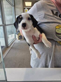 Domino -  Australian Shepherd Dog for Adoption in Bossier City, Louisiana - Domino | PetCurious