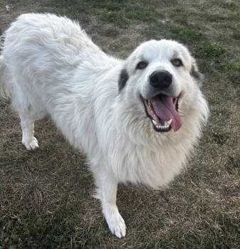 Rescue Great Pyrenees Dogs for Adoption in Warren, Michigan - Turtle | PetCurious