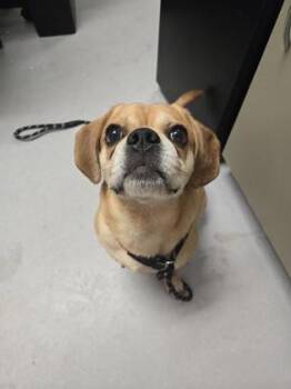 Cheddar -  Mixed Breed Dog for Adoption in West Chester, Pennsylvania - Cheddar | PetCurious