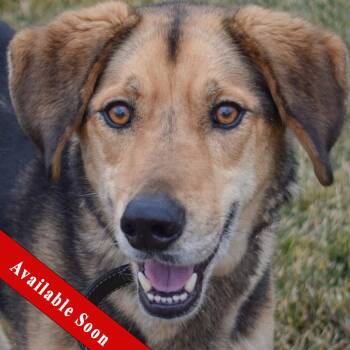 Beagle and Husky Dogs Available for Adoption - Hodie | PetCurious